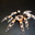 Brachypelma